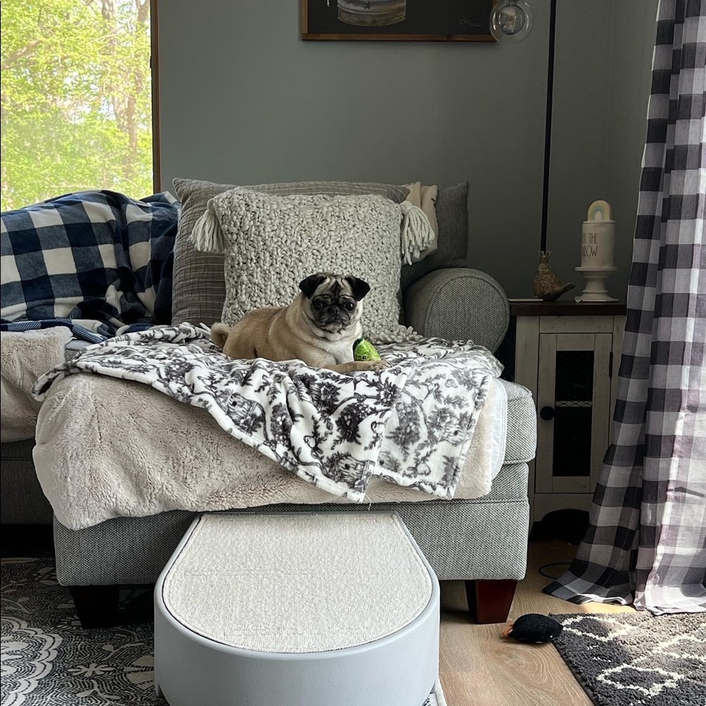Piper our rescue puggo.